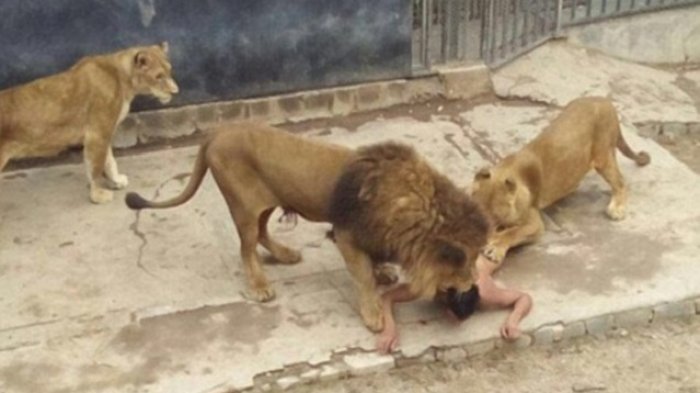 Perempuan Ini Bersalin Dihadang 12 Ekor Singa