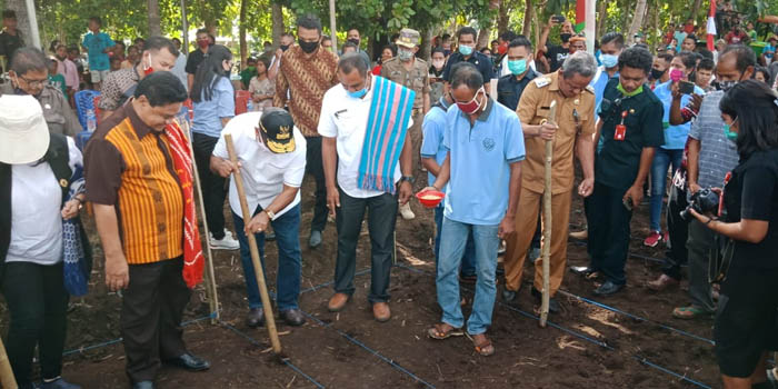 Tanam Jagung Lamuru di Kodi Utara-SBD, Wagub Josef Sebut Program TJPS Sudah Teruji, Ayo Tanam!