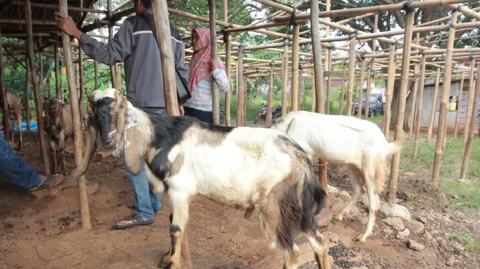 Idul Adha 1442 H Jatuh Pada 20 Juli 2021, Doa Menyembelih Hewan Kurban, Tata Cara Menyembelih