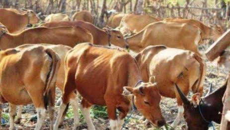 Ternak Sapi Asal NTT Ditahan di Jatim, Disnak: Sudah Diselesaikan