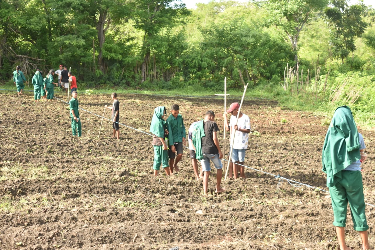 Budidaya Jagung Pulut Yahut ala SMK-PP N Kupang