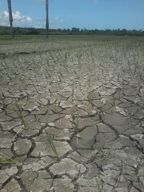 Masneno Optimis Curah Hujan Mencukupi buat Petani