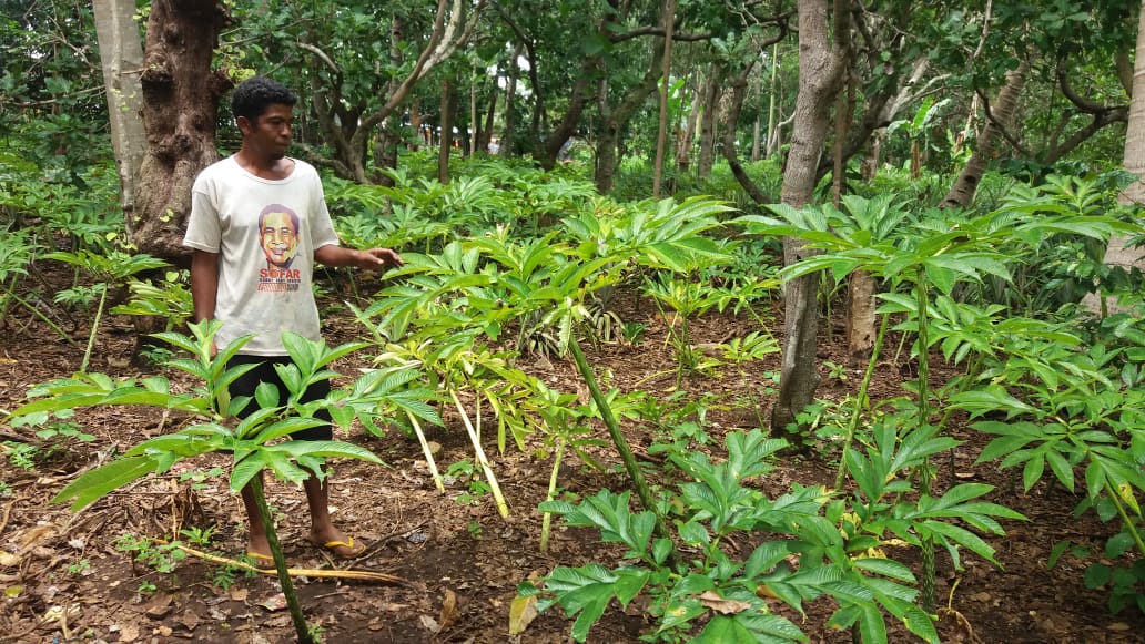 tanaman-porang-ini-tumbuh-di-atas-lahan-petani-di-kabupaten-belu.jpg