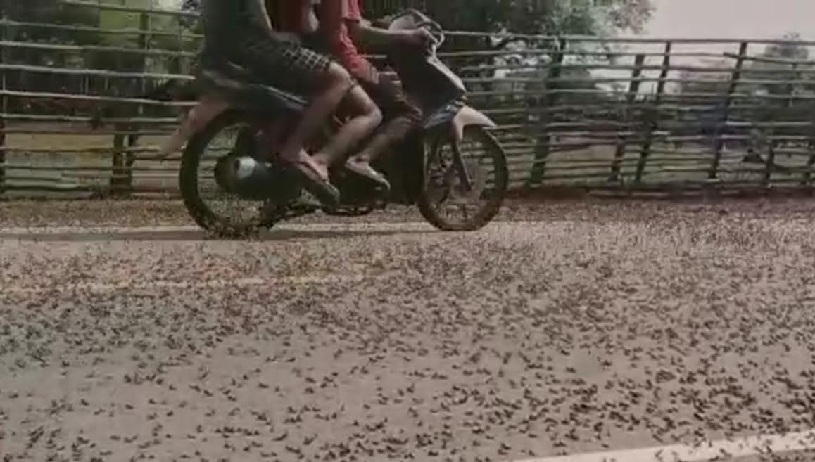 tangkapan-layar-dari-video-viral-jutaan-belalang.jpg
