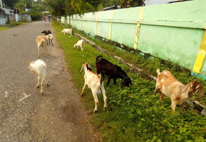 Satpol PP Ancam Sita Ternak Liar yang Berkeliaran di Ruas Jalan di Waingapu