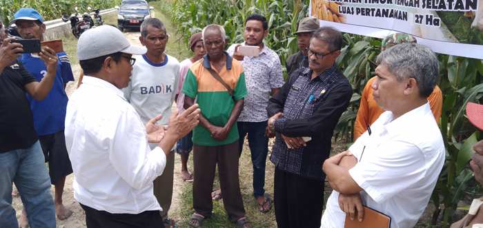 Tony Djogo: Pihak Ketiga Siap Beli Hasil Panen Jagung Program TJPS