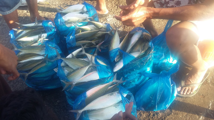 Mau Tahu Berapa Orang Kunjungi TPI Maumere Setiap Hari Minggu?