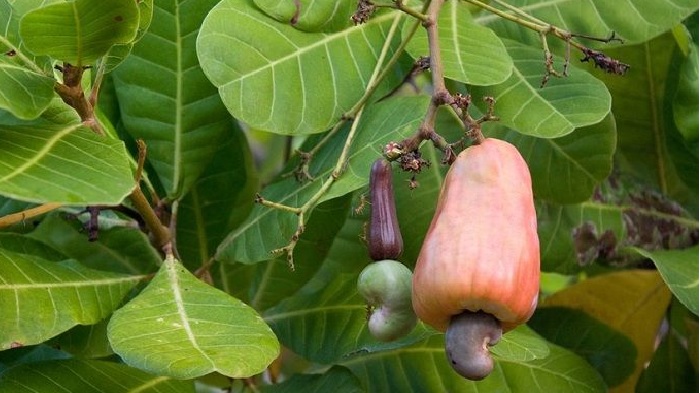 tumbuh-dari-tanaman-jambu-monyet-kacang-mete-ternyata-kaya-protein-inilah-manfaatnya-untuk-tubuh.jpg