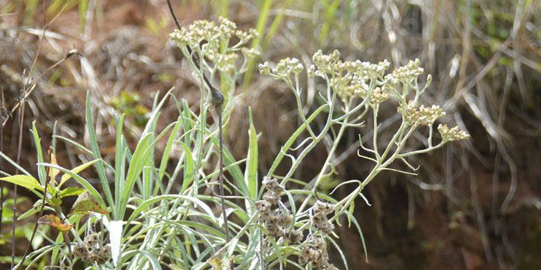 Pesona Edelweis, Menggugah Hati Wisatawan Mendaki Puncak Wanggameti Pulau Sumba