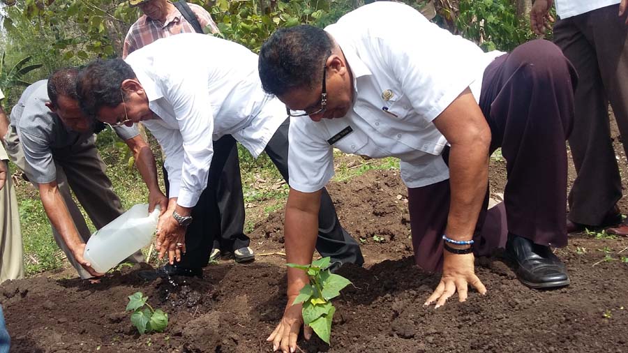 Ibrahim Medah Serahkan Ubi Ungu Secara Simbolis di Flotim