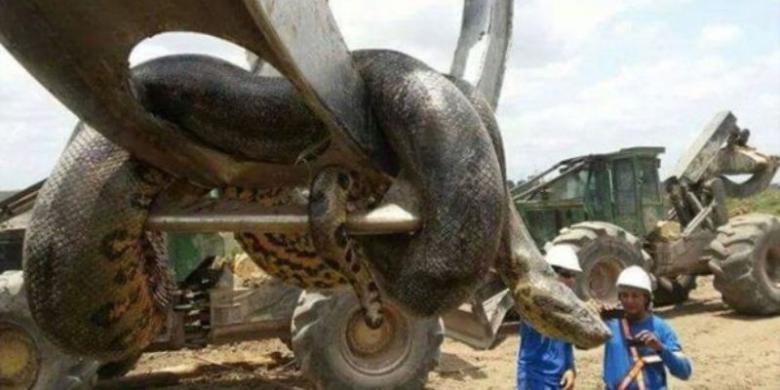 Ular Anakonda Sepanjang 10 Meter Dipindahkan Alat Berat