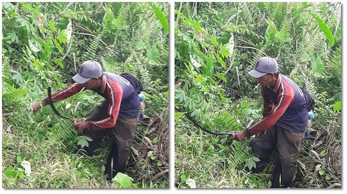 Ular Phyton Serang Ahmad, Hal Inilah yang Terjadi Kemudian