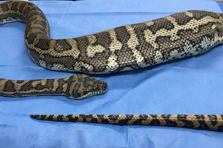 Wow! Kamu Wajib Tahu Soal Karakter Ular, Meski Kepalanya Dipotong Ular Masih Bisa Menggigit