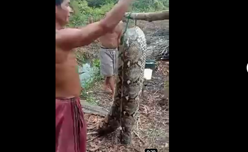 Ular Piton Raksasa Ditangkap Warga Meliau Kalbar Tubuhnya Dipotong 5 Bagian Digotong Saking Besarnya