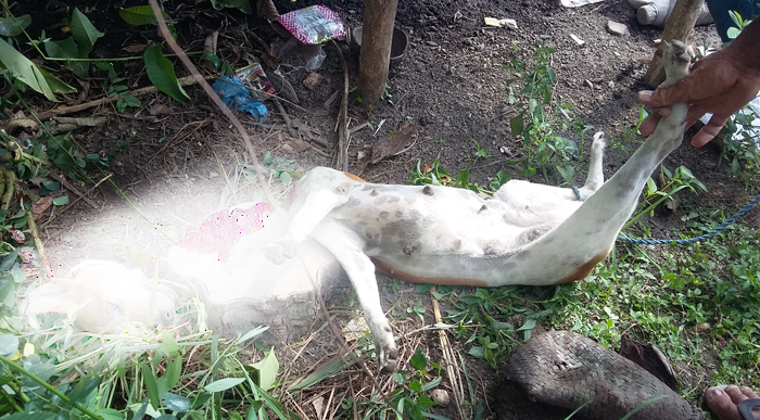 Payah! Serang Rabies Membabibuta di Flores, Vaksin Rabies Anjing Tidak Tersedia