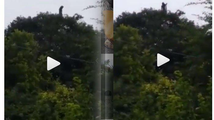 Penampakan Hantu Perempuan di Atas Pohon Besar, Warganet pun Heboh, Cuplikannya