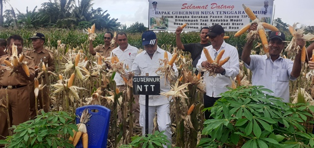 Panen Jagung di Kodi, Sumba Barat Daya, Gubernur NTT Janji Bantu Alat Pengering Jagung