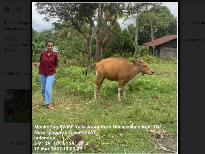 Berkat Program Kementan, Petani Milenial NTT Sukses Beternak Sapi