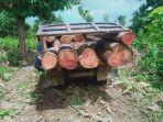 Barang-Bukti-Penebangan-Pohon-di-Taman-Nasional-Mutis-Timau.jpg