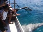 Bermain-dengan-dugong.jpg