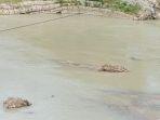 Buaya-muncul-di-Benenain.jpg