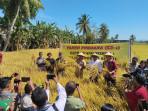 Bupati-Kupang-Yosef-Lede-bersama-undangan-lainnya-panen-padi.jpg