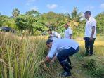 Bupati-Sabu-Raijua-panen-raya-padi-bersama-petani.jpg