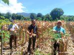 Bupati-dan-wabup-ngada-panen-jagung.jpg