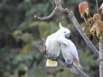 Burung-Kakatua-Jambul-Kuning-yang-hidup-dalam-kawasan-Taman-Nasional-Komodo.jpg