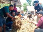 FPKP-Undana-Latih-Peternak-Rote-Ndao-Olah-Limbah-Pertanian-Jadi-Pakan-Ternak.jpg