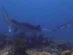 Ikan-pari-manta-di-Manta-Point-Peraiaran-TN-Komodo.jpg