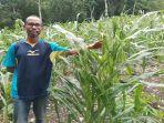 Jagung-Warga-Oenoni-II-Amarasi-Diserang-Hama-Ulat-Kades-Laporkan-ke-BPP-Tesbatan.jpg