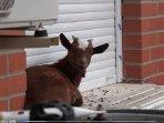 Kambing-terjebak-di-apartemen.jpg