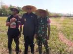 Kodim-1613-Sumba-Barat-minta-petani-tanam-bawang.jpg
