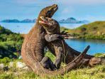 Komodo-satwa-langka-di-Pulau-Komodo-mabar_01.jpg