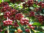 Kopi-Arabika-Bajawa-Kantor-Perwakilan-Bank-Indonesia-BI-Provinsi-NTT.jpg