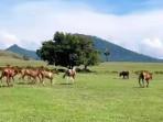 MAUSUI-Padang-savana-Mausui-di-Manggarai-Timur-NTT-wajib-dikunjungi-saat-liburan-ke-Flores.jpg