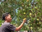 METE-Seorang-pemuda-Hendrikus-Harun-Daton-sedang-menunjuk-buah-mete.jpg