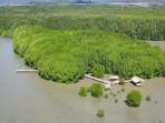 Pemandangan-udara-kawasan-Mangrove-Nanga-Rosok-Terang-di-Desa-Golo-Sepang.jpg