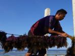 Pembudidaya-rumput-laut-di-Sabu-Raijua-Yayasan-Konservasi-Alam-Nusantara.jpg