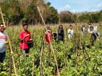 Pemerintah-dan-masyarakat-Desa-Besmarak-panen-tomat-ketahanan-pangan-desa.jpg
