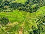Persawahan-Lodok-Lingko-Ratung-di-Kampung-Carep.jpg