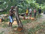 Pohon-Tumbang-di-Jalan-Trans-Flores-Warga-Wairterang-Sikka-Bersihkan-Material.jpg