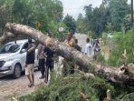 Pohon-tumbang-di-jalan-Timor-Raya-akibat-angin-kencang.jpg