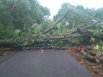 Pohon-tumbang-di-jalan-trans-flores-maumere.jpg
