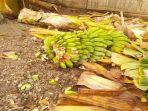 Ratusan-Rumpun-Pisang-di-Sikka-Diserang-Penyakit-Darah-Pisang-Paling-Banyak-di-Nita.jpg