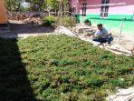 Rumput-laut-yang-hasil-budidaya-masyarakat-Sulamu-yang-sementara-dijemur.jpg