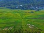 Sawah-bebnetuk-jaring-laba-laba-di-Manggarai-Flores-NTT-yang-begutu-indah.jpg