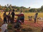 Sejumlah-kelompok-tani-di-Desa-Roboaba-Sabu-Raijua.jpg