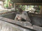 Ternak-babi-milik-seorang-warga-di-Kecamatan-Wulanggitang-Kabupaten-Flores-Timur.jpg
